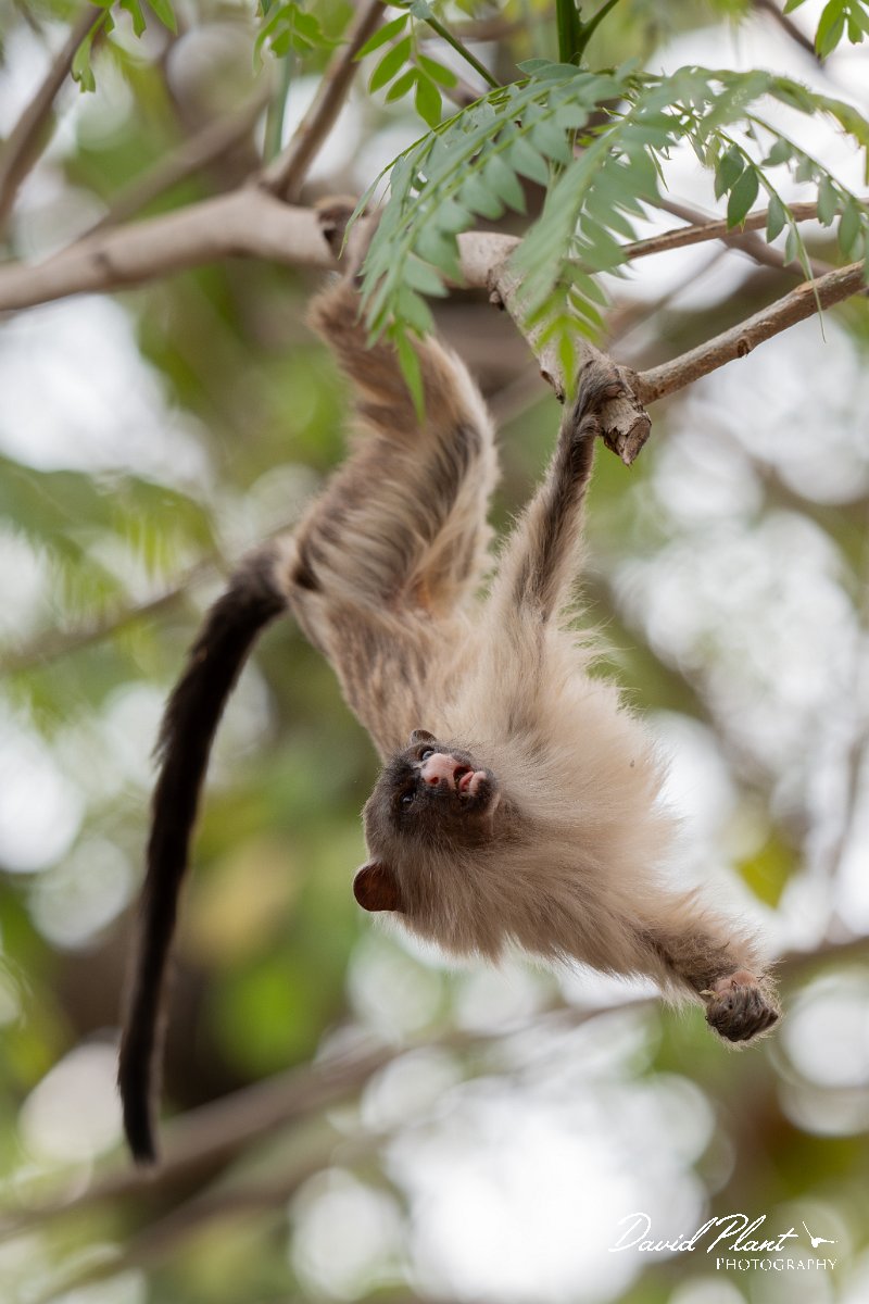 DPPhotography - Pantanal - Black-tailed marmoset - R.jpg - Black-tailed marmoset, Mico melanurus - Parque Mãe Bonifácia, Cuiaba, Brazil