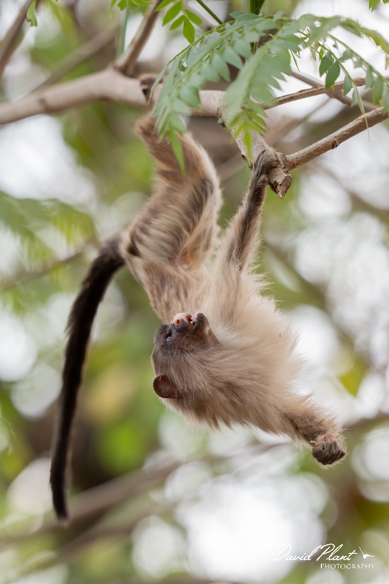 DPPhotography - Pantanal - Black-tailed marmoset - S.jpg - Black-tailed marmoset, Mico melanurus - Parque Mãe Bonifácia, Cuiaba, Brazil