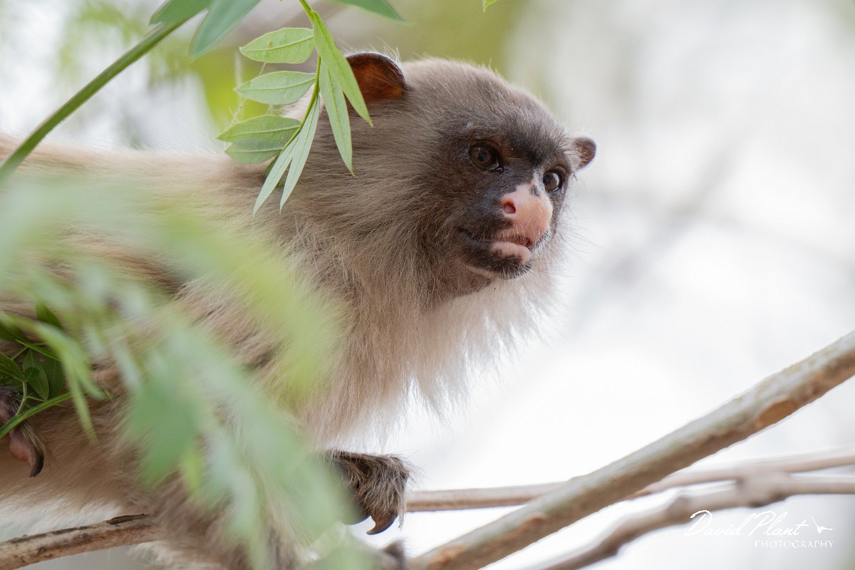 DPPhotography - Pantanal - Black-tailed marmoset - V.jpg - Black-tailed marmoset, Mico melanurus - Parque Mãe Bonifácia, Cuiaba, Brazil