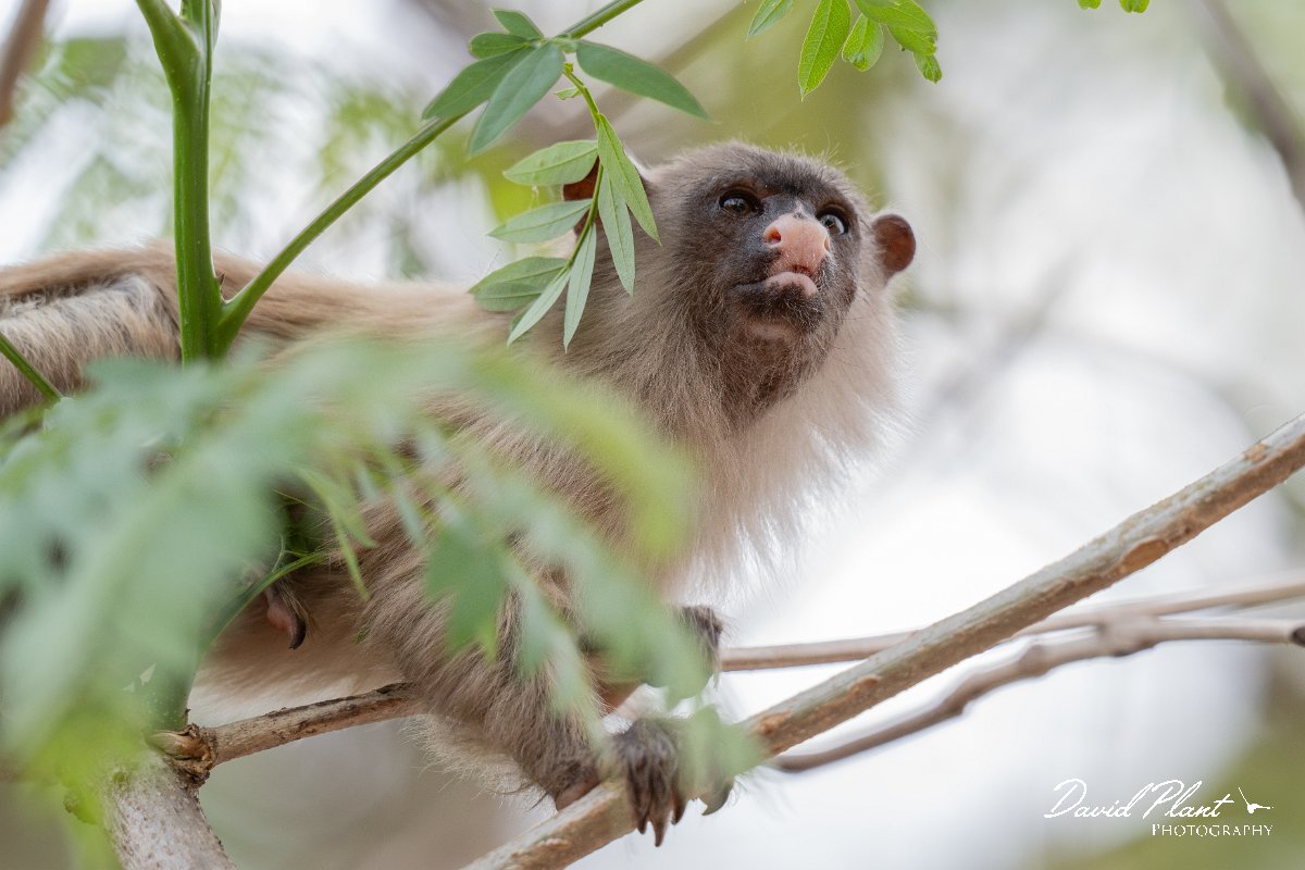 DPPhotography - Pantanal - Black-tailed marmoset - X.jpg - Black-tailed marmoset, Mico melanurus - Parque Mãe Bonifácia, Cuiaba, Brazil