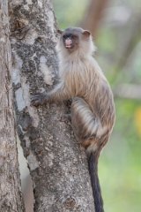 DPPhotography - Pantanal - Black-tailed marmoset - AA
