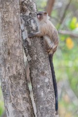 DPPhotography - Pantanal - Black-tailed marmoset - AB