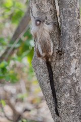 DPPhotography - Pantanal - Black-tailed marmoset - AC