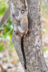 DPPhotography - Pantanal - Black-tailed marmoset - AD