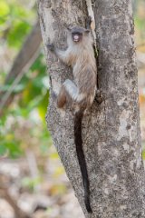 DPPhotography - Pantanal - Black-tailed marmoset - AE