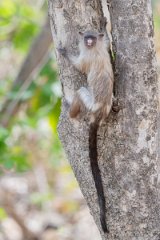 DPPhotography - Pantanal - Black-tailed marmoset - AF