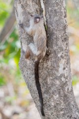DPPhotography - Pantanal - Black-tailed marmoset - AG