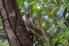 DPPhotography - Pantanal - Black-tailed marmoset - B