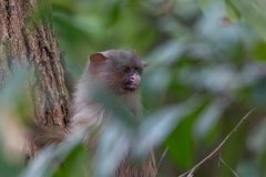 DPPhotography - Pantanal - Black-tailed marmoset - C