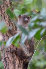 DPPhotography - Pantanal - Black-tailed marmoset - D