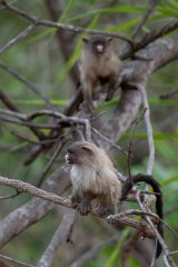 DPPhotography - Pantanal - Black-tailed marmoset - E