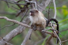 DPPhotography - Pantanal - Black-tailed marmoset - F