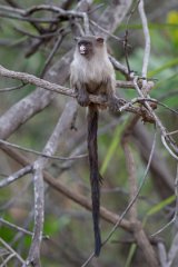 DPPhotography - Pantanal - Black-tailed marmoset - G