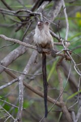 DPPhotography - Pantanal - Black-tailed marmoset - H