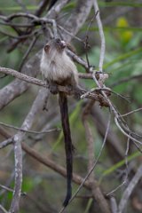 DPPhotography - Pantanal - Black-tailed marmoset - I