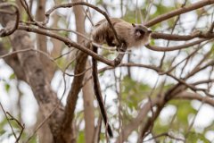 DPPhotography - Pantanal - Black-tailed marmoset - J