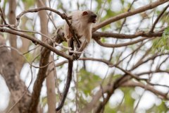 DPPhotography - Pantanal - Black-tailed marmoset - K