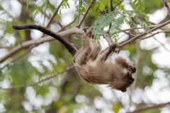 DPPhotography - Pantanal - Black-tailed marmoset - L