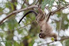 DPPhotography - Pantanal - Black-tailed marmoset - N