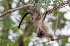 DPPhotography - Pantanal - Black-tailed marmoset - O