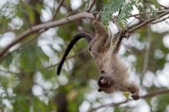 DPPhotography - Pantanal - Black-tailed marmoset - P