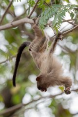 DPPhotography - Pantanal - Black-tailed marmoset - Q