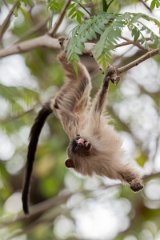 DPPhotography - Pantanal - Black-tailed marmoset - R