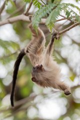 DPPhotography - Pantanal - Black-tailed marmoset - S