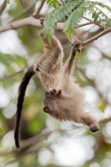 DPPhotography - Pantanal - Black-tailed marmoset - T