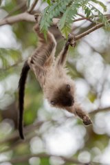 DPPhotography - Pantanal - Black-tailed marmoset - U