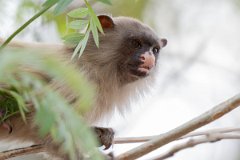 DPPhotography - Pantanal - Black-tailed marmoset - V