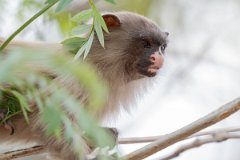 DPPhotography - Pantanal - Black-tailed marmoset - W