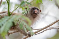 DPPhotography - Pantanal - Black-tailed marmoset - X
