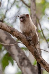 DPPhotography - Pantanal - Black-tailed marmoset - Y
