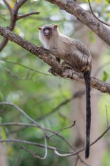 DPPhotography - Pantanal - Black-tailed marmoset - Z