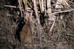 DPPhotography - Pantanal - Brazilian rabbit - A