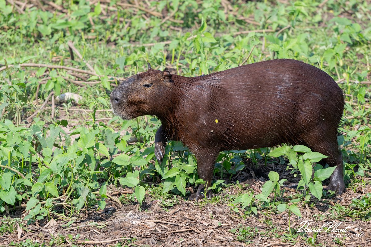 DPPhotography - Pantanal - Capybara - AB.jpg - Capybara, Hydrochoerus hydrochaeris - Transpantaneira, Brazil