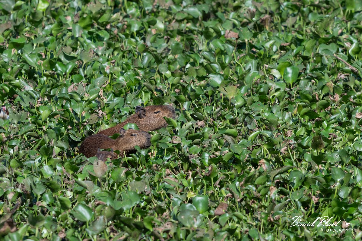 DPPhotography - Pantanal - Capybara - AC.jpg - Capybara, Hydrochoerus hydrochaeris - Transpantaneira, Brazil