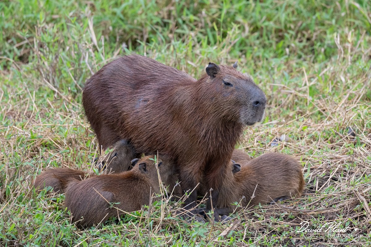 DPPhotography - Pantanal - Capybara - AD.jpg - Capybara, Hydrochoerus hydrochaeris - Transpantaneira, Brazil