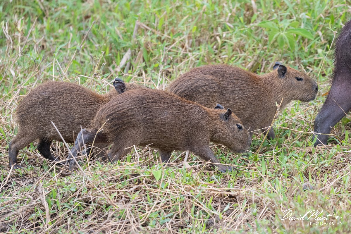 DPPhotography - Pantanal - Capybara - AE.jpg - Capybara, Hydrochoerus hydrochaeris - Transpantaneira, Brazil