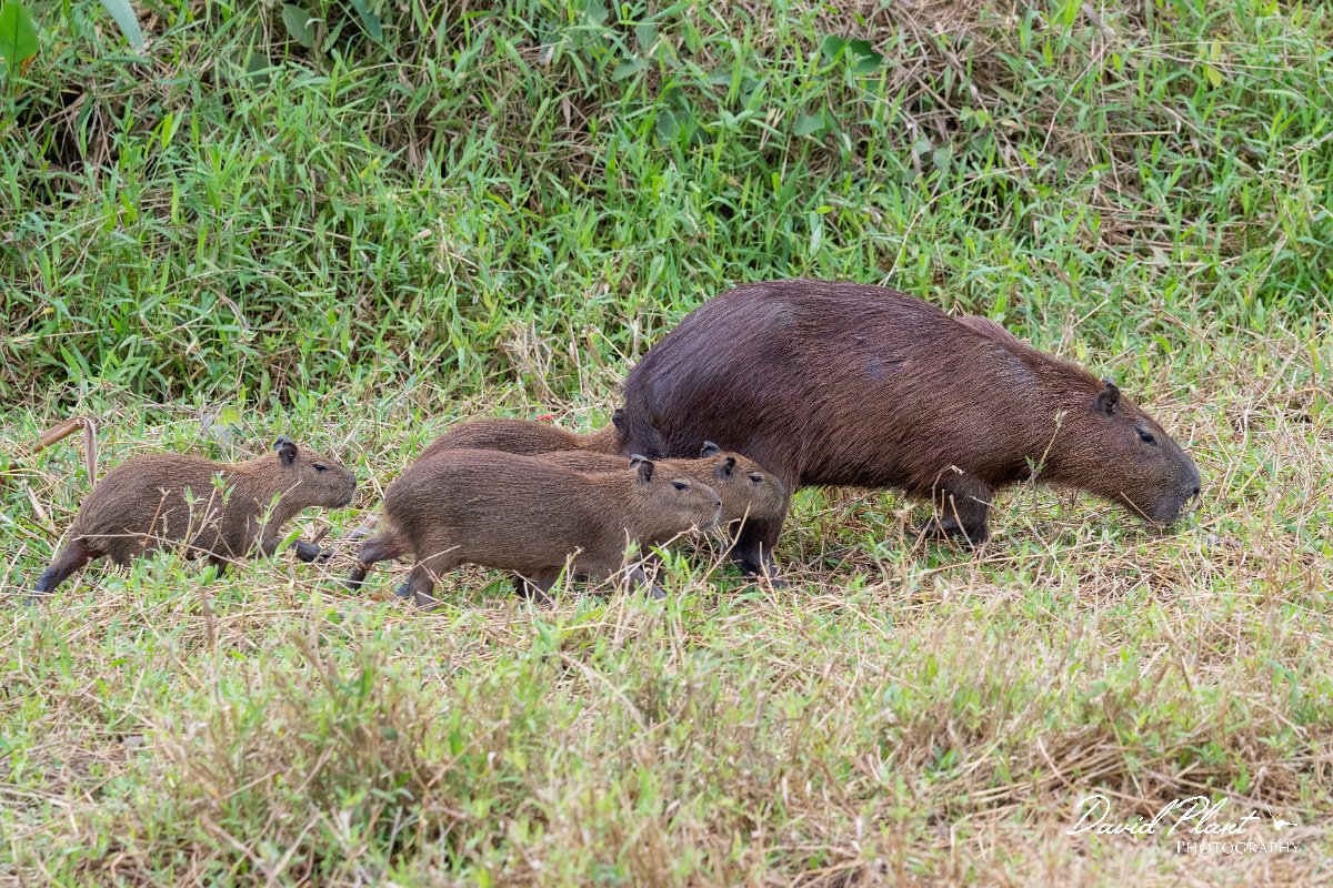 DPPhotography - Pantanal - Capybara - AF.jpg - Capybara, Hydrochoerus hydrochaeris - Transpantaneira, Brazil