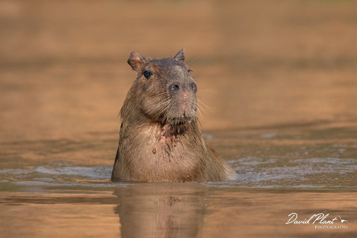 DPPhotography - Pantanal - Capybara - B.jpg - Capybara, Hydrochoerus hydrochaeris - Rio São Lourenço, Pantanal, Brazil