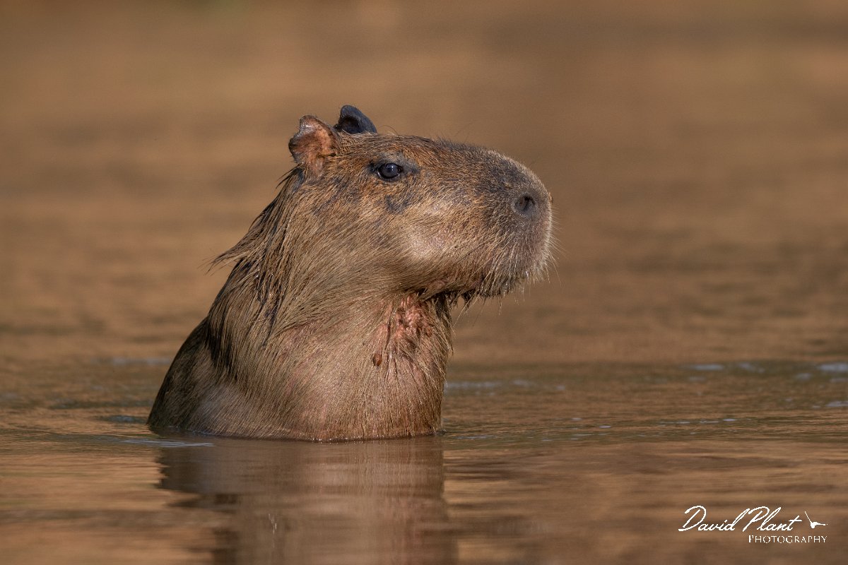 DPPhotography - Pantanal - Capybara - C.jpg - Capybara, Hydrochoerus hydrochaeris - Rio São Lourenço, Pantanal, Brazil