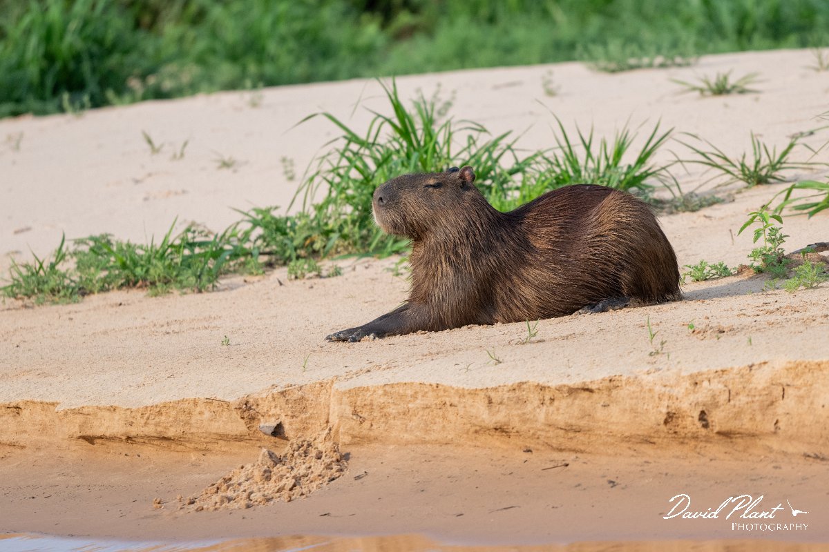 DPPhotography - Pantanal - Capybara - D.jpg - Capybara, Hydrochoerus hydrochaeris - Rio São Lourenço, Pantanal, Brazil