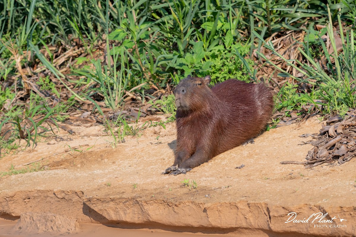 DPPhotography - Pantanal - Capybara - F.jpg - Capybara, Hydrochoerus hydrochaeris - Rio São Lourenço, Pantanal, Brazil