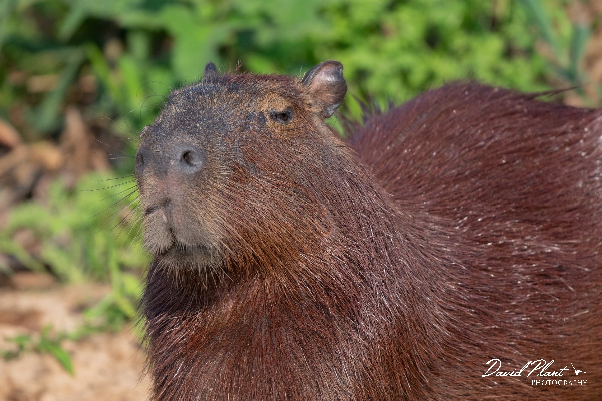 DPPhotography - Pantanal - Capybara - G.jpg - Capybara, Hydrochoerus hydrochaeris - Rio São Lourenço, Pantanal, Brazil