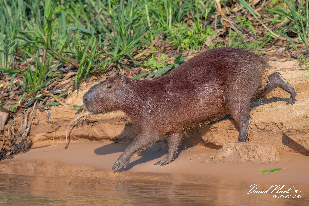 DPPhotography - Pantanal - Capybara - I.jpg - Capybara, Hydrochoerus hydrochaeris - Rio São Lourenço, Pantanal, Brazil