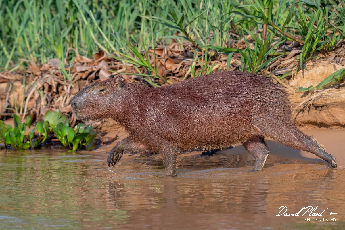 DPPhotography - Pantanal - Capybara - J.jpg - Capybara, Hydrochoerus hydrochaeris - Rio São Lourenço, Pantanal, Brazil