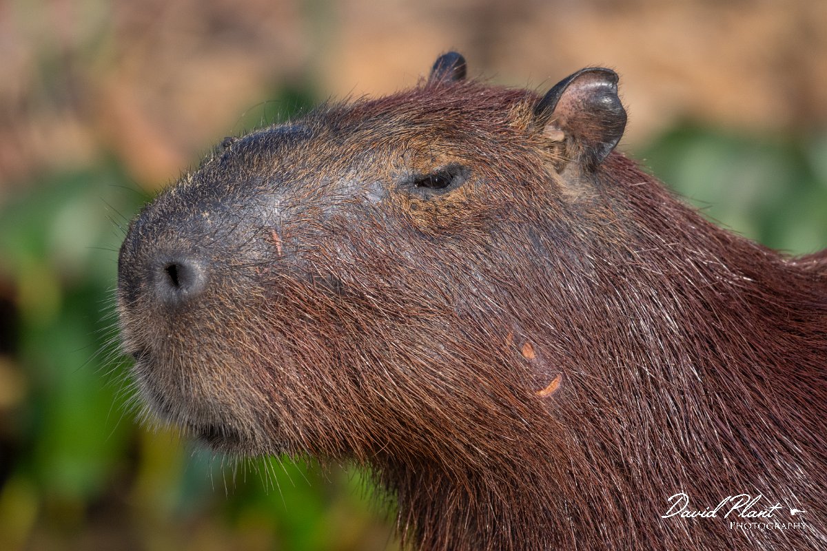 DPPhotography - Pantanal - Capybara - K.jpg - Capybara, Hydrochoerus hydrochaeris - Rio São Lourenço, Pantanal, Brazil