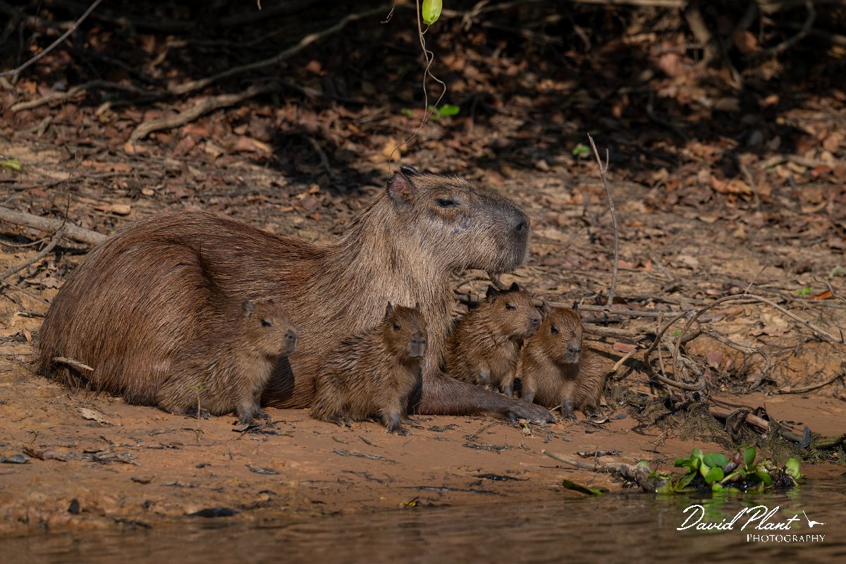 DPPhotography - Pantanal - Capybara - L.jpg - Capybara, Hydrochoerus hydrochaeris - Rio Sararé, Pantanal, Brazil